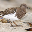 Black Turnstone